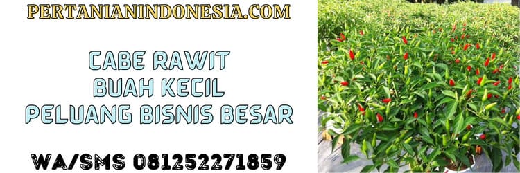 cabe,cabe rawit,buah kecil,mini,peluang bisnis